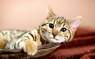 selective focus photography of brown Tabby cat